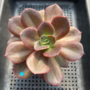 Echeveria 'Blue Metal' Non-Variegated 3"-4" Succulent Plant