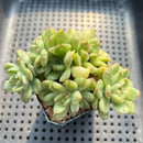 Echeveria Agavoides 'Ice Age' Variegated 4" Large Cluster Succulent Plant