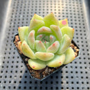 Echeveria 'Carla' 2" Succulent Plant