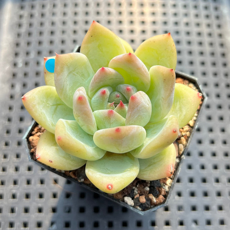 Echeveria 'Carla' 2" Succulent Plant