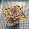 Echeveria 'Purple Stone' 2" Succulent Plant