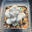 Pachyphytum 'Oviferum' 3"-4" Succulent Plant