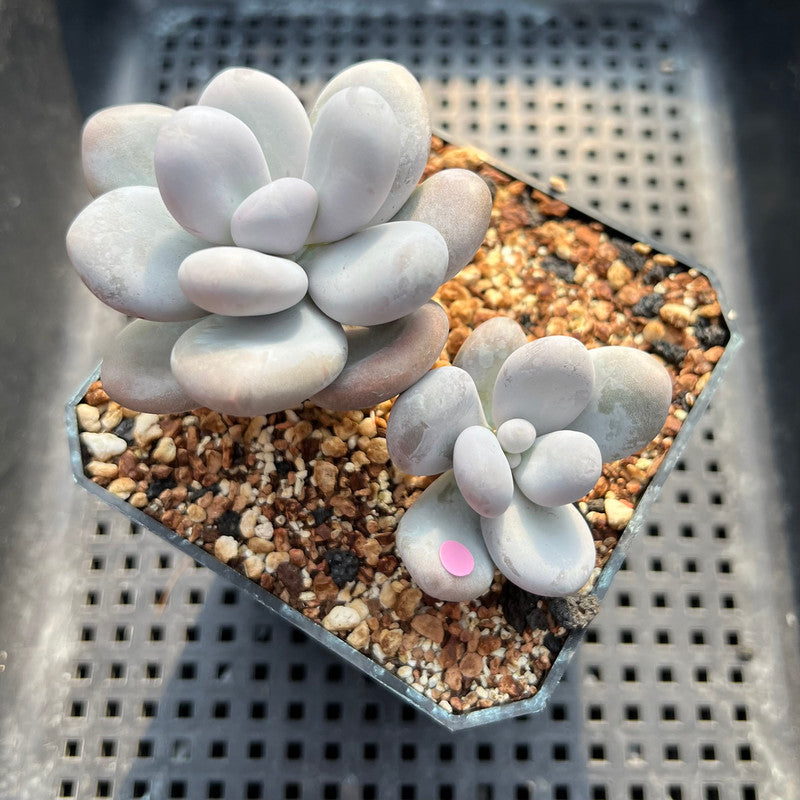 Pachyphytum 'Oviferum' 3"-4" Succulent Plant