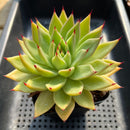 Echeveria Agavoides 'Helio' 3"-4" Succulent Plant