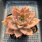 Echeveria 'Pink Madiba' 3"-4" Succulent Plant