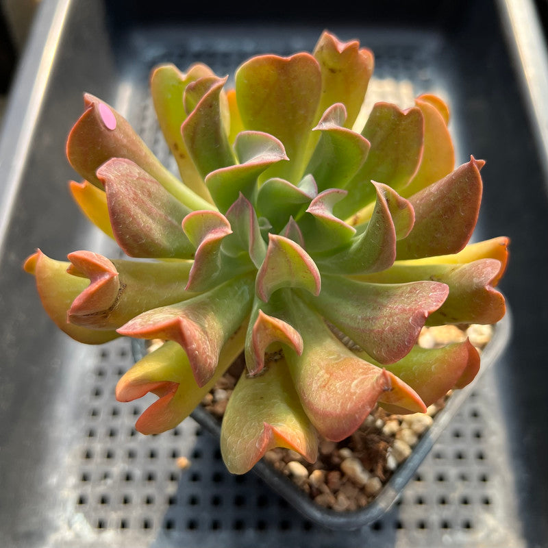 Echeveria 'Black Hawk' 3" Succulent Plant