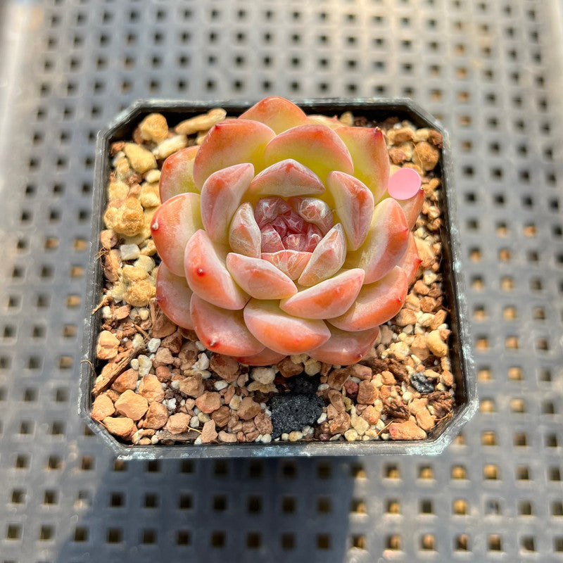 Echeveria 'Tipsy' 1"-2" Succulent Plant