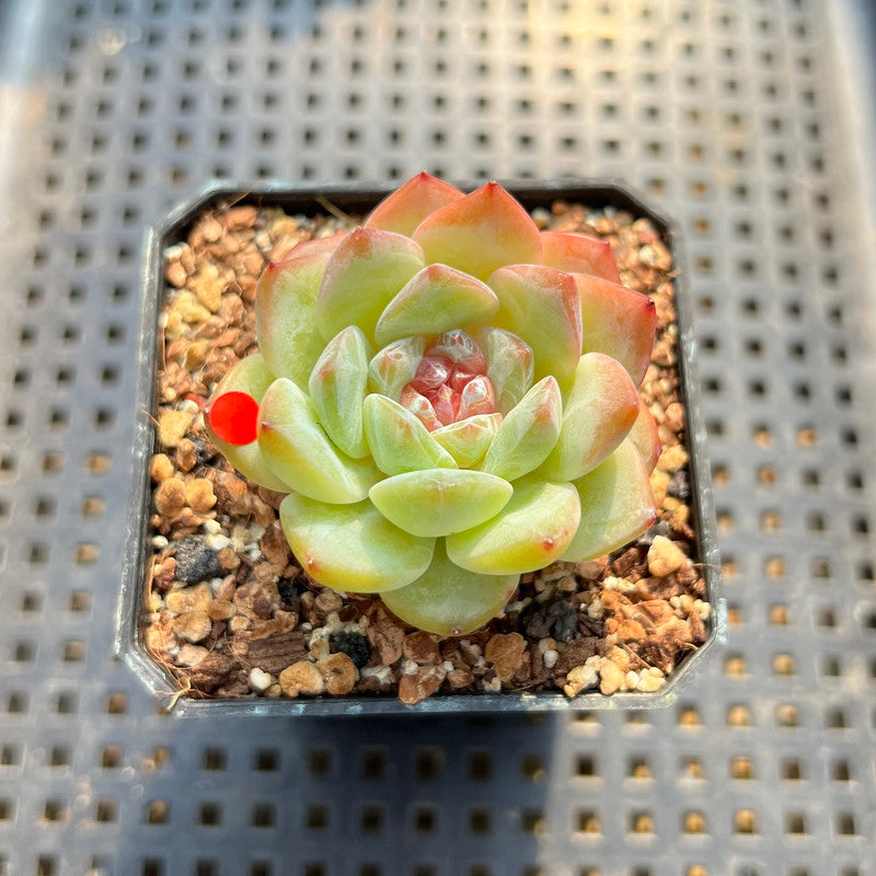 Echeveria 'Tipsy' 1"-2" Succulent Plant