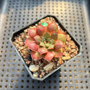 Echeveria Longissima Carunculated Type B 1" Succulent Plant