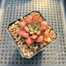 Echeveria Longissima Carunculated Type B 1" Succulent Plant