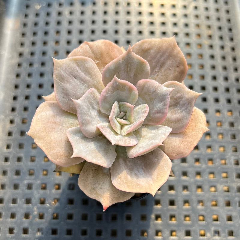 Echeveria 'Pollux' Variegated 2" Succulent Plant