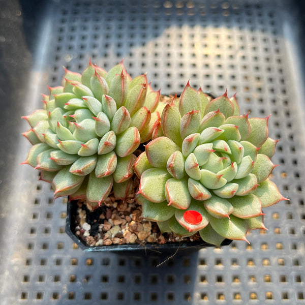 Echeveria 'Pine Cone' 2"-3" Cluster Succulent Plant