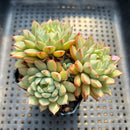 Echeveria 'Pine Cone' 2"-3" Cluster Succulent Plant