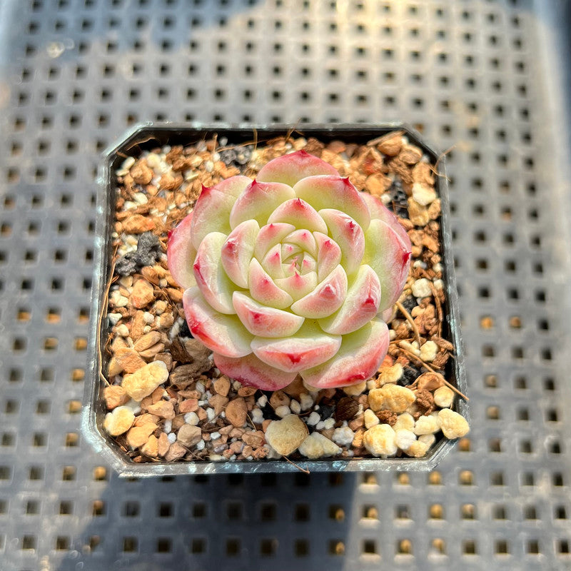 Echeveria sp. 1"-2" Succulent Plant