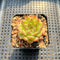 Echeveria sp. 1"-2" Succulent Plant