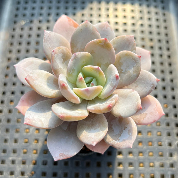 Echeveria 'Icy Purple' 2"-3" Succulent Plant