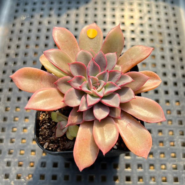 Echeveria 'Fantastic Fountain' 2” Succulent Plant