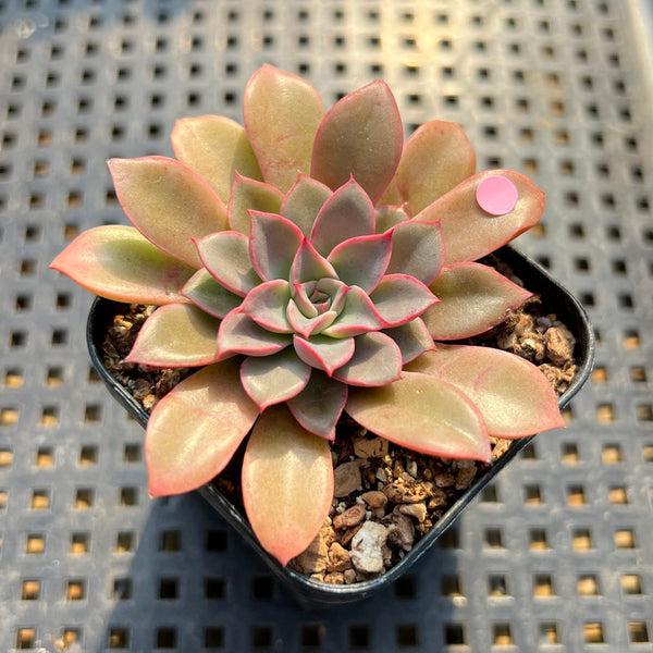 Echeveria 'Fantastic Fountain' 2” Succulent Plant