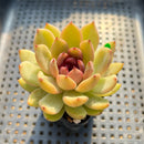 Echeveria 'Elly' ('Blood Queen' x 'Elegans') 2" Flower Village Original Hybrid Succulent Plant Cutting