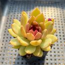 Echeveria 'Elly' ('Blood Queen' x 'Elegans') 2" Flower Village Original Hybrid Succulent Plant Cutting