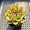 Echeveria 'Blue Dragon' 2" Succulent Plant