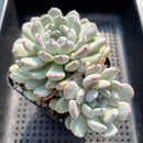 Echeveria 'Viyant' 3"-4" Succulent Plant