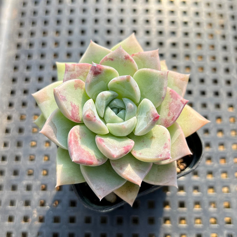 Echeveria 'Pink Spot' 2” Succulent Plant