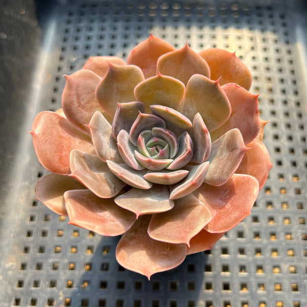 Echeveria sp. 2"-3" Succulent Plant