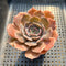 Echeveria sp. 2"-3" Succulent Plant