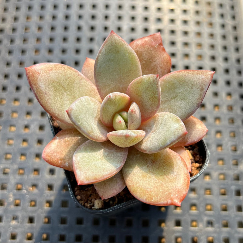 Echeveria 'German Champaign' 1"-2 Succulent Plant