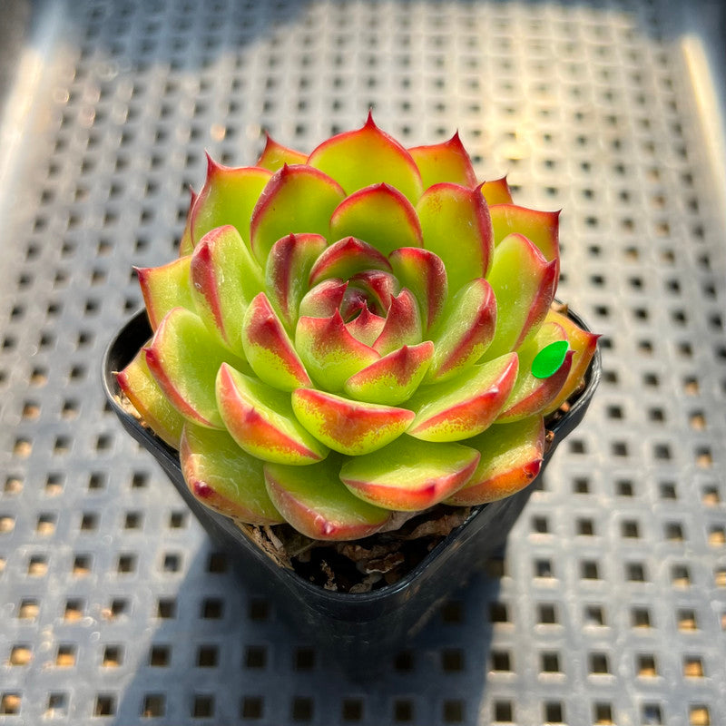 Echeveria Agavoides 'Moonstone' 2" Succulent Plant