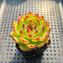 Echeveria Agavoides 'Moonstone' 2" Succulent Plant