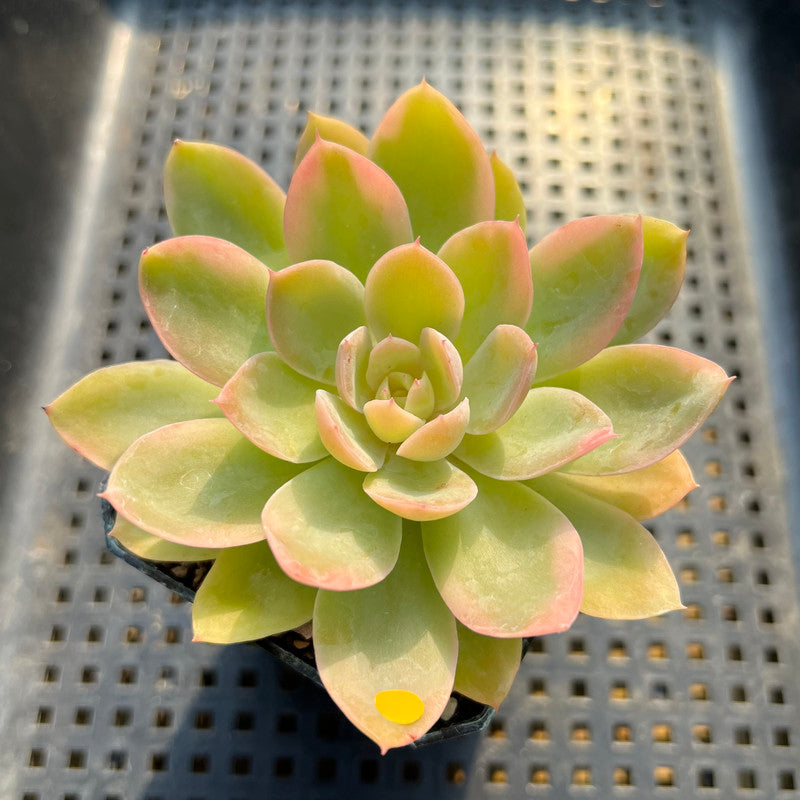 Echeveria 'Pink Vera' Variegated 2"-3" Succulent Plant