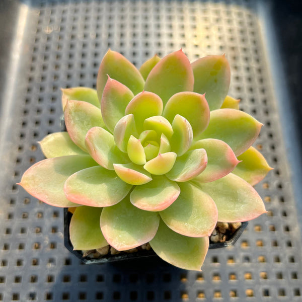 Echeveria 'Pink Vera' Variegated 2"-3" Succulent Plant