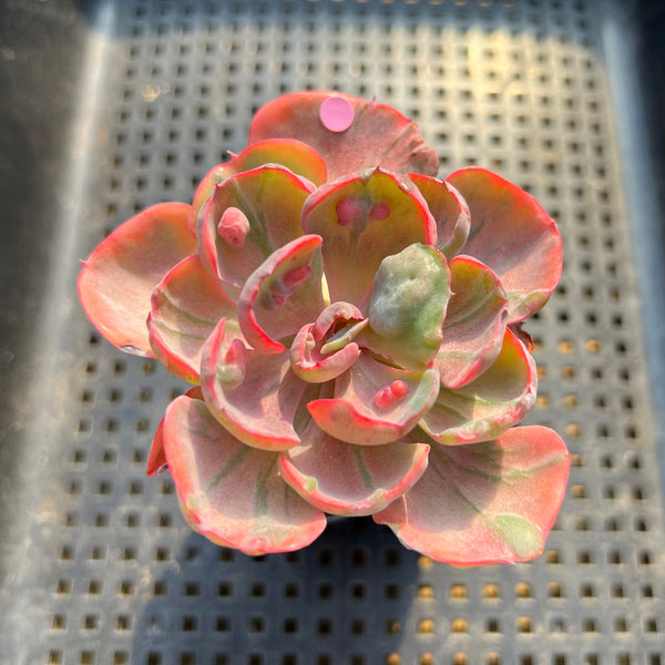 Echeveria 'Beyonce' Variegated 2"-3" Succulent Plant