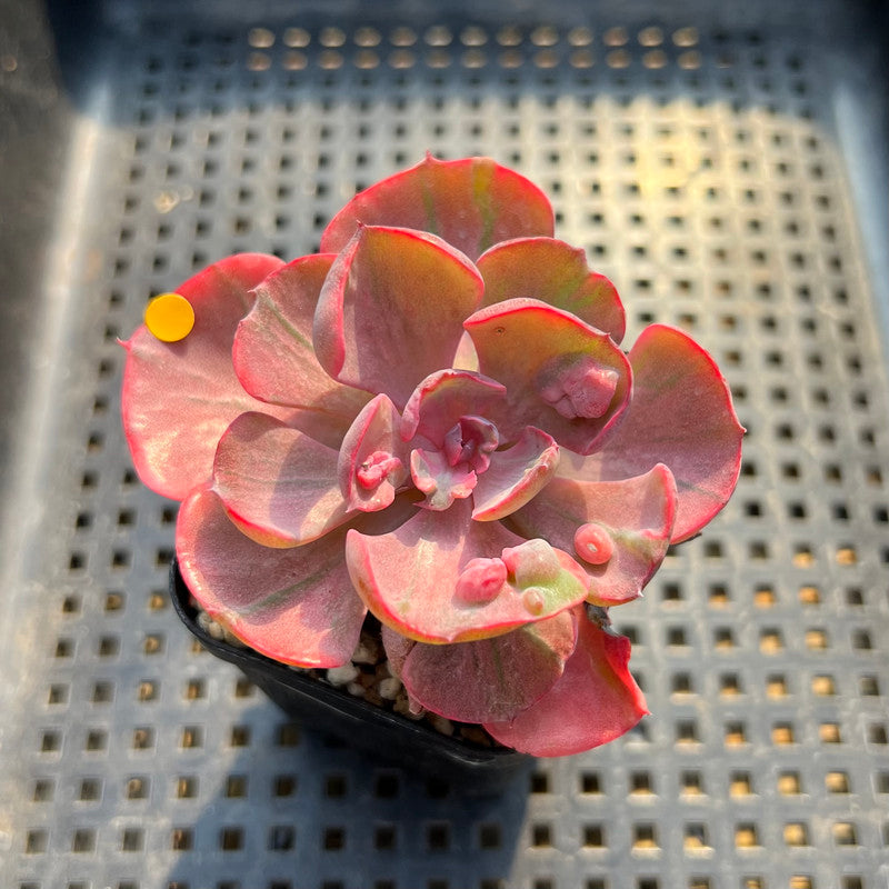 Echeveria 'Beyonce' Variegated 2"-3" Succulent Plant