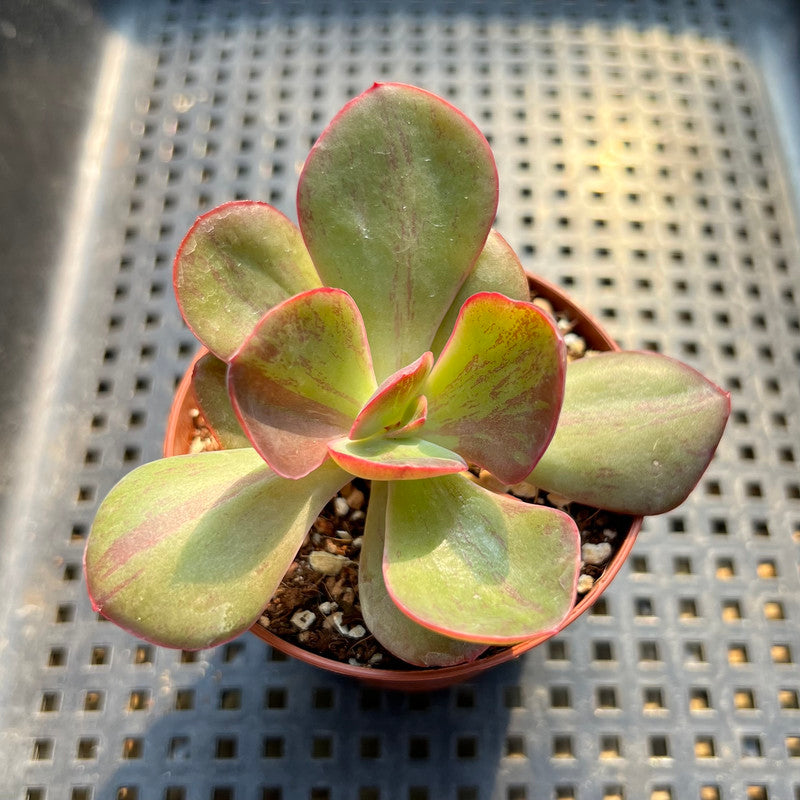 Echeveria 'Goiabinha' Variegated 2" Succulent Plant