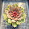 Echeveria 'Cindy' 3"-4" Succulent Plant