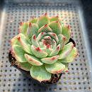 Echeveria Chihuahuaensis 2" Succulent Plant