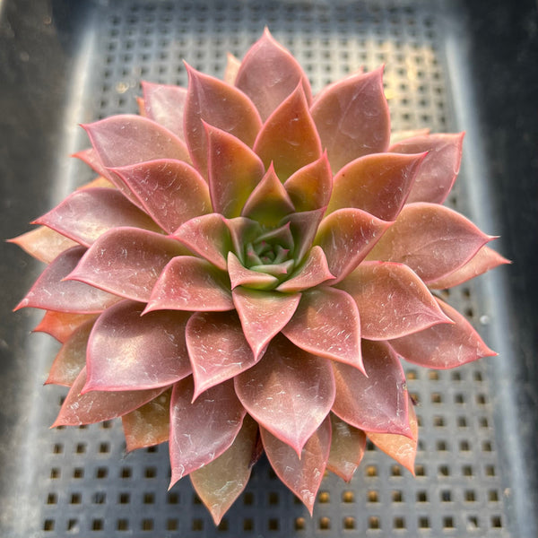 Echeveria 'Guerlain' 3"-4” New Hybrid Succulent Plant