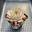 Echeveria sp. 2" Sharp Tips Succulent Plant