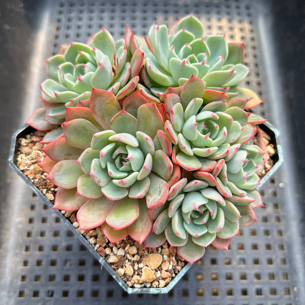 Echeveria 'Nanahukumini' 3"-4" Succulent Plant