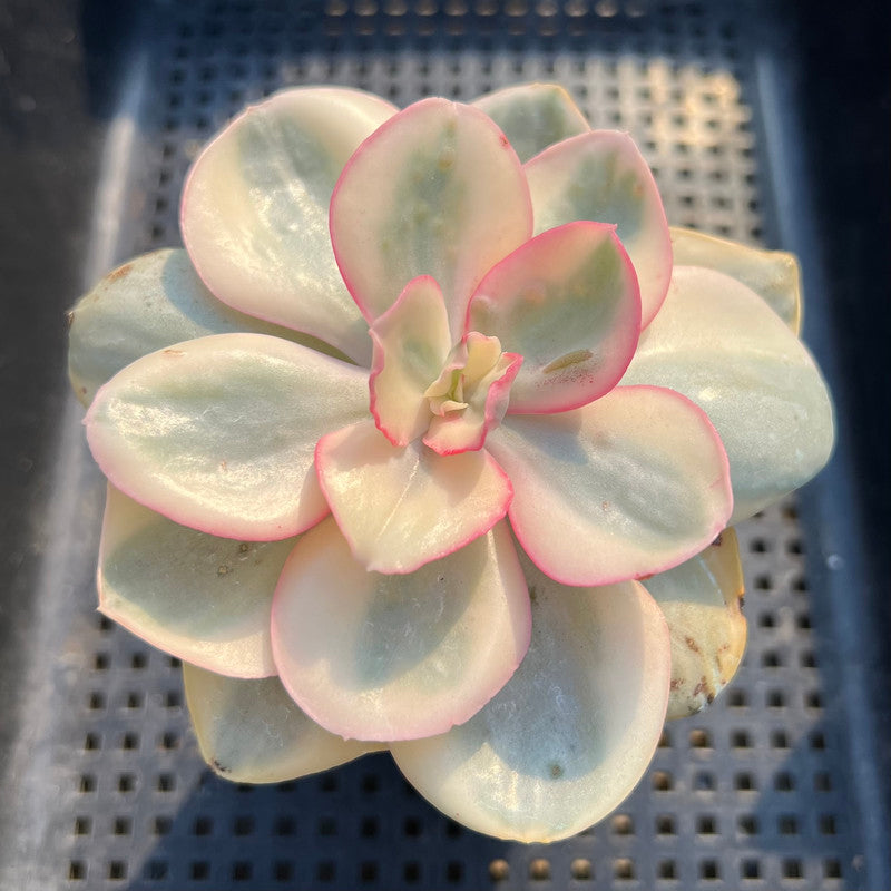 Echeveria 'Suyon' White Variegated 4" Succulent Plant