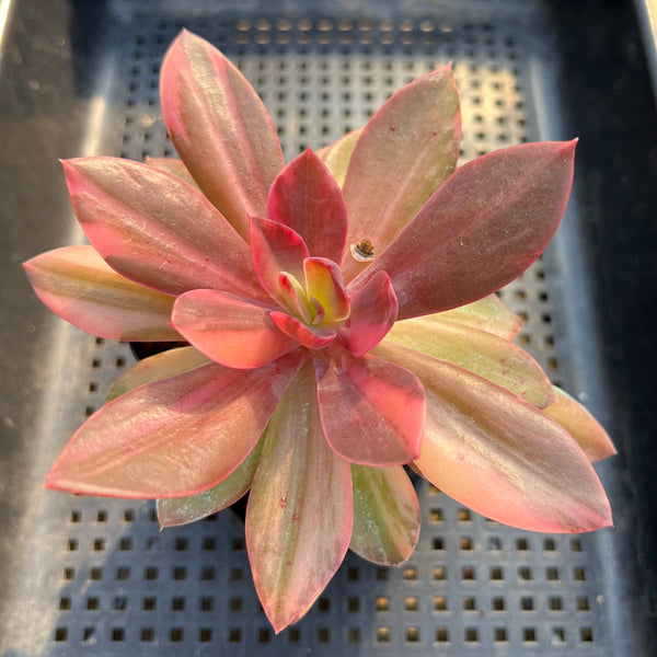 Echeveria 'Hanaikada' Variegated 3"-4" Succulent Plant