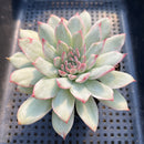 Echeveria 'Pulidonis' White Variegated 3" Succulent Plant