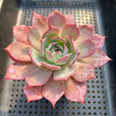 Echeveria 'Horizon' 3" Succulent Plant