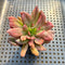 Echeveria 'Red Prince' Variegated 2" Succulent Plant