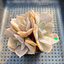 Echeveria 'White Kisses' 2" Succulent Plant