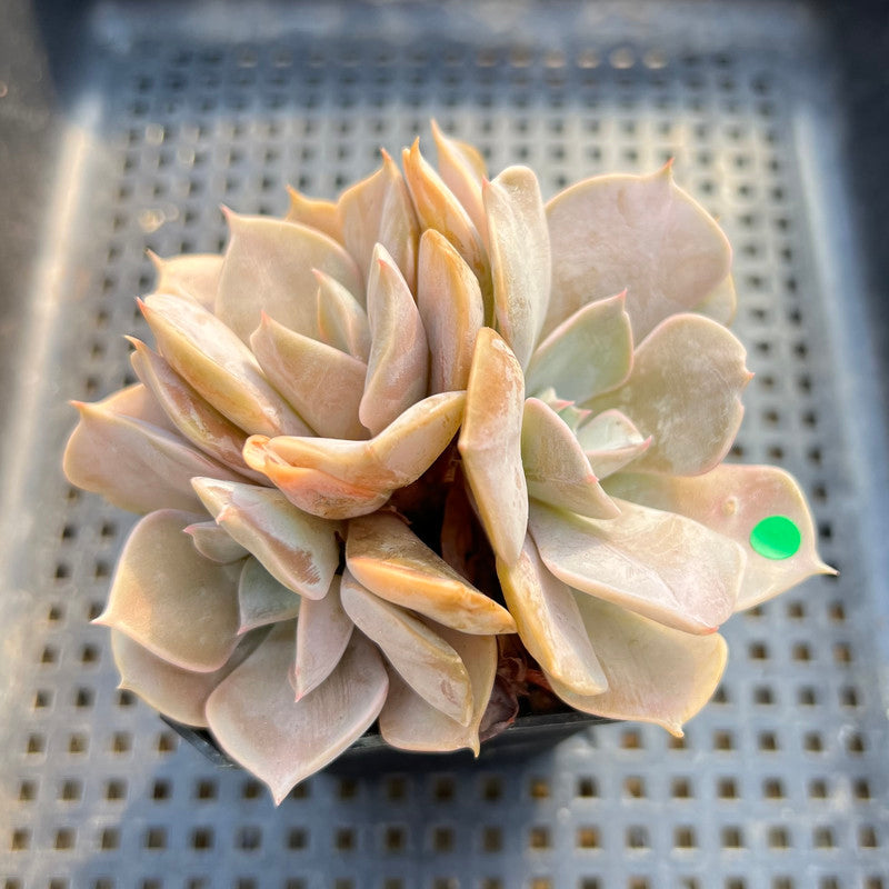 Echeveria 'White Kisses' 2" Succulent Plant