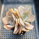 Echeveria 'White Kisses' 2" Succulent Plant